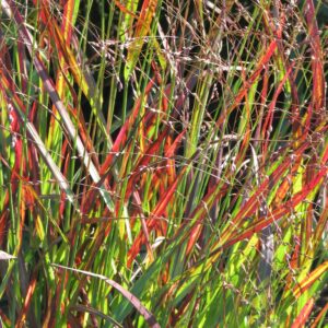 Panicum virgatum ‘Shanandoah’