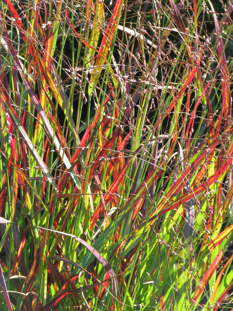 Panicum virgatum ‘Shanandoah’