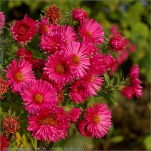 Aster dumosus ‘Jenny’