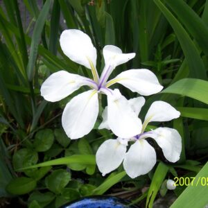 Iris laevigata Alba