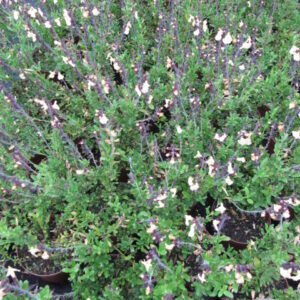 Salvia jamensis ‘Melen’ ®