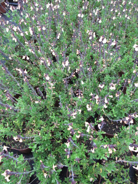 Salvia jamensis ‘Melen’ ®