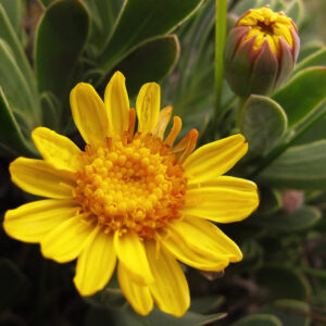 Othonnopsis cheirifolia