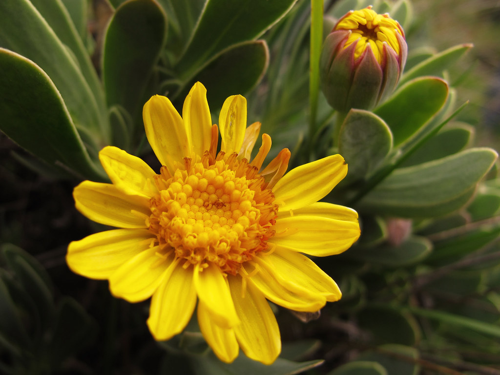 Othonnopsis cheirifolia