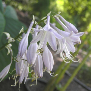 Hosta ‘Crispula’