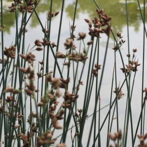 Scirpus lacustris