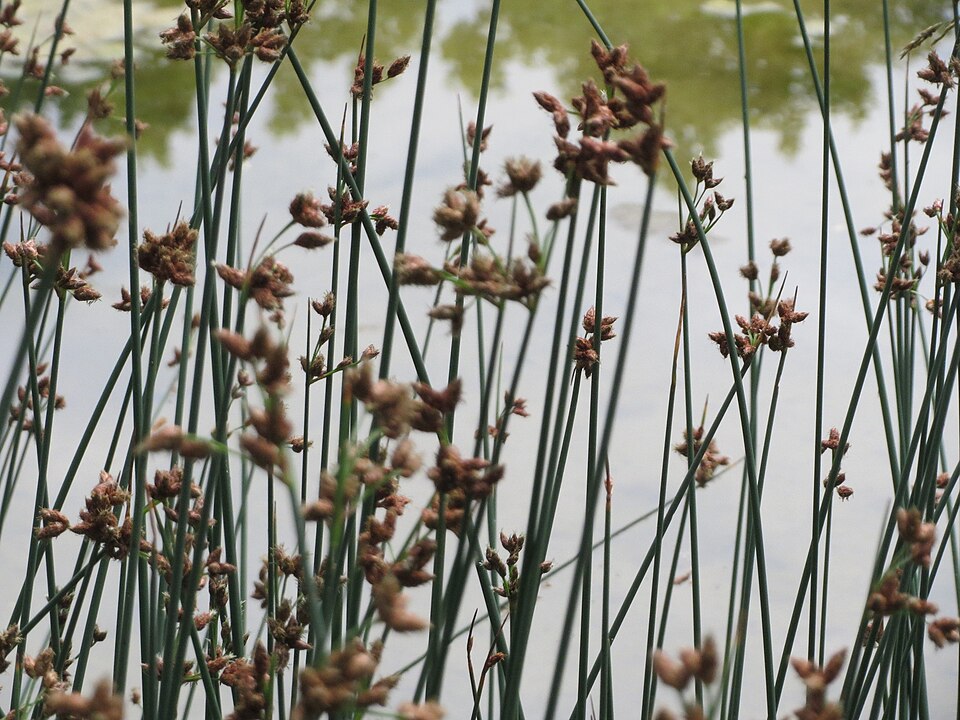 Scirpus lacustris