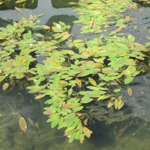 Potamogeton natans