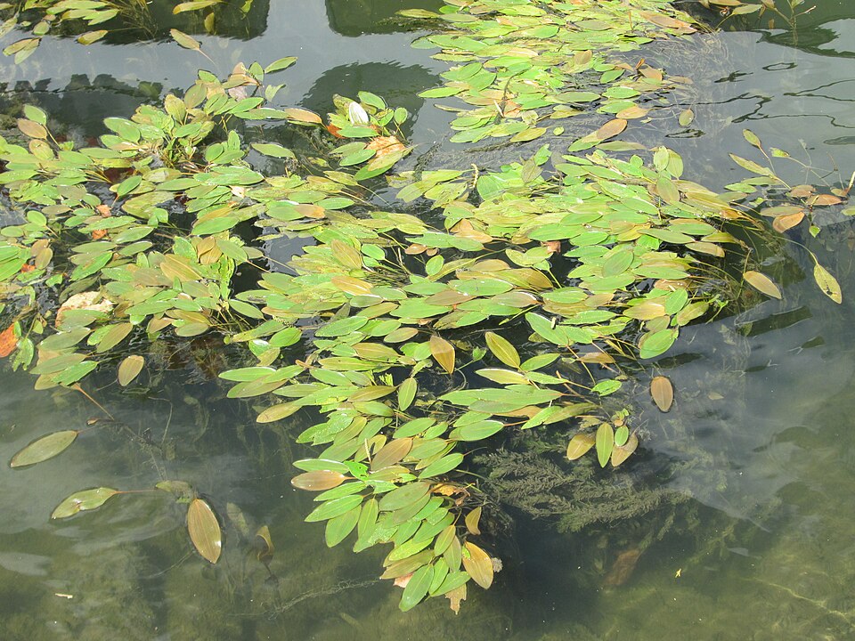 Potamogeton natans