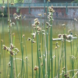 Scirpus tabernaemontanii