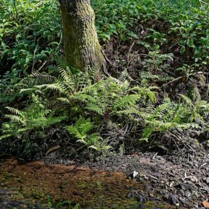 Dryopteris ‘Filix Mas’ – foto illustrativa della pianta