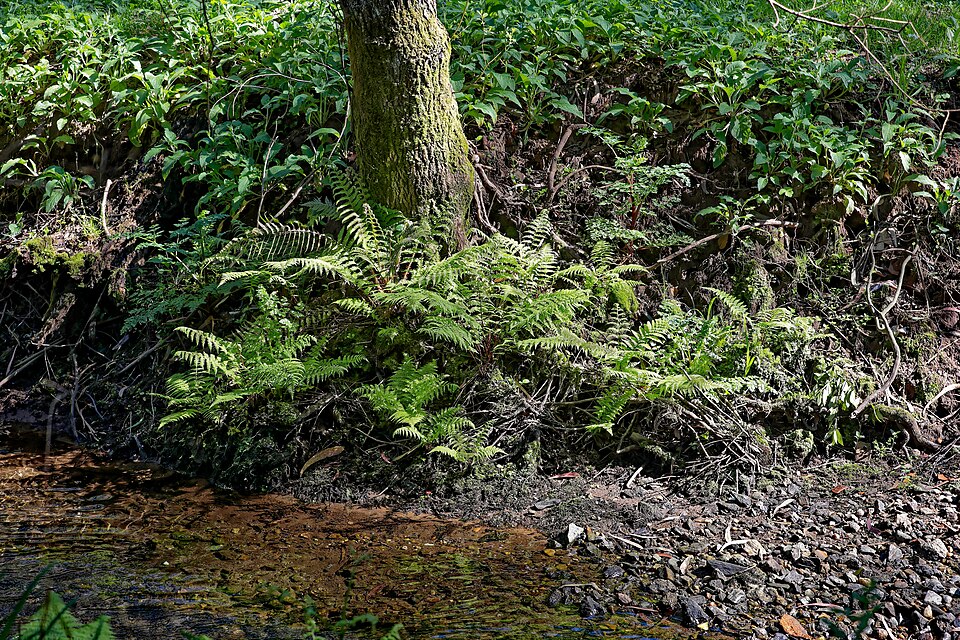 Dryopteris ‘Filix Mas’ – foto illustrativa della pianta