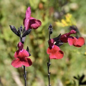 Salvia microphylla ‘Royal Bumble’