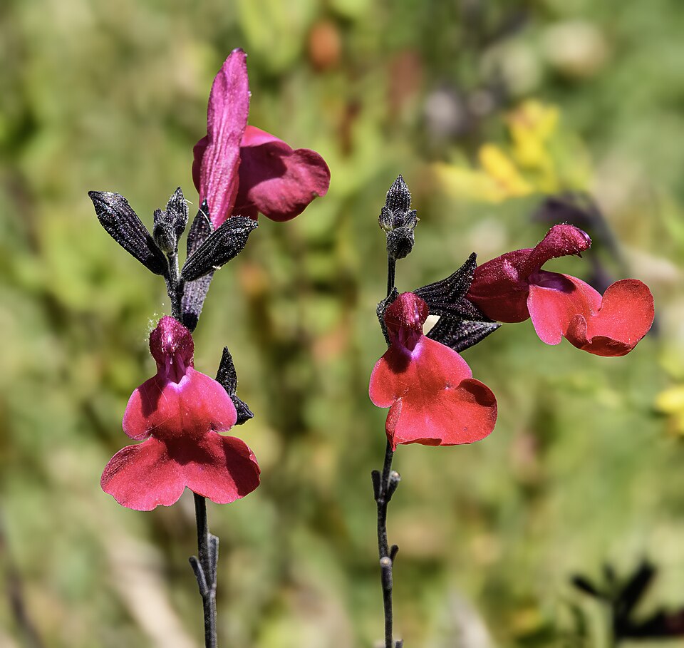 Salvia microphylla ‘Royal Bumble’