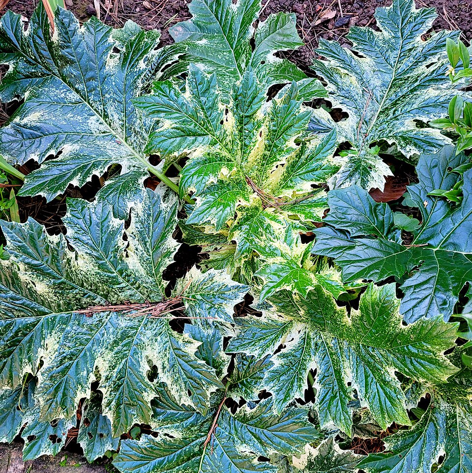 Acanthus mollis ‘Whitewater’ ® – foto illustrativa della pianta