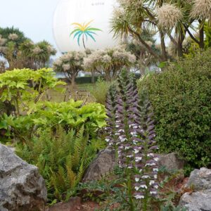 Acanthus spinosus – foto illustrativa della pianta