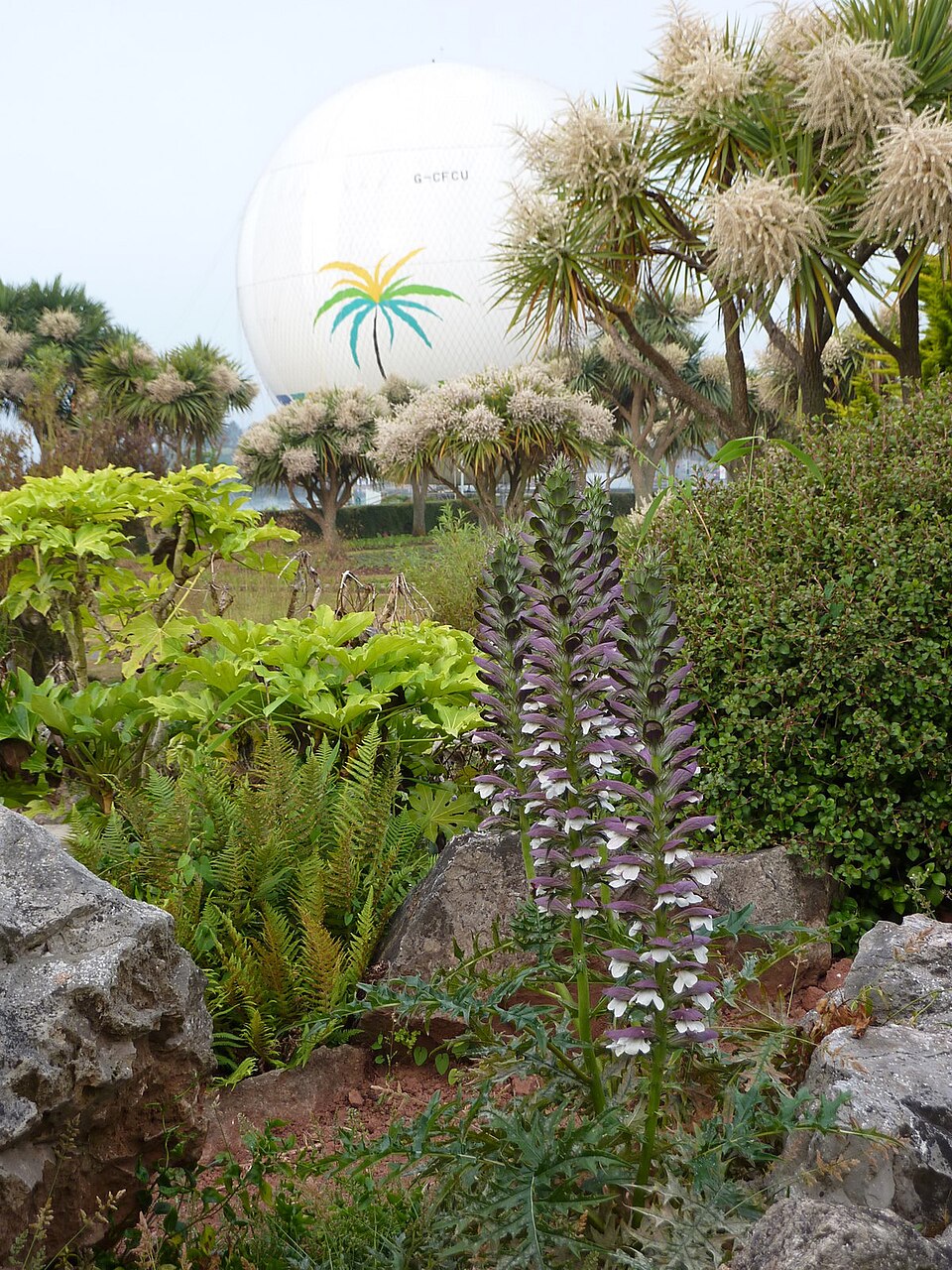 Acanthus spinosus – foto illustrativa della pianta