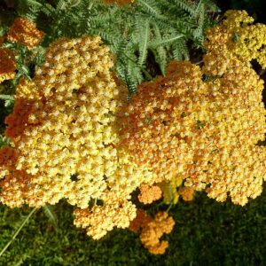 Achillea ‘Terracotta’ – foto illustrativa della pianta