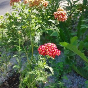 Achillea ‘Paprika’ – foto illustrativa della pianta