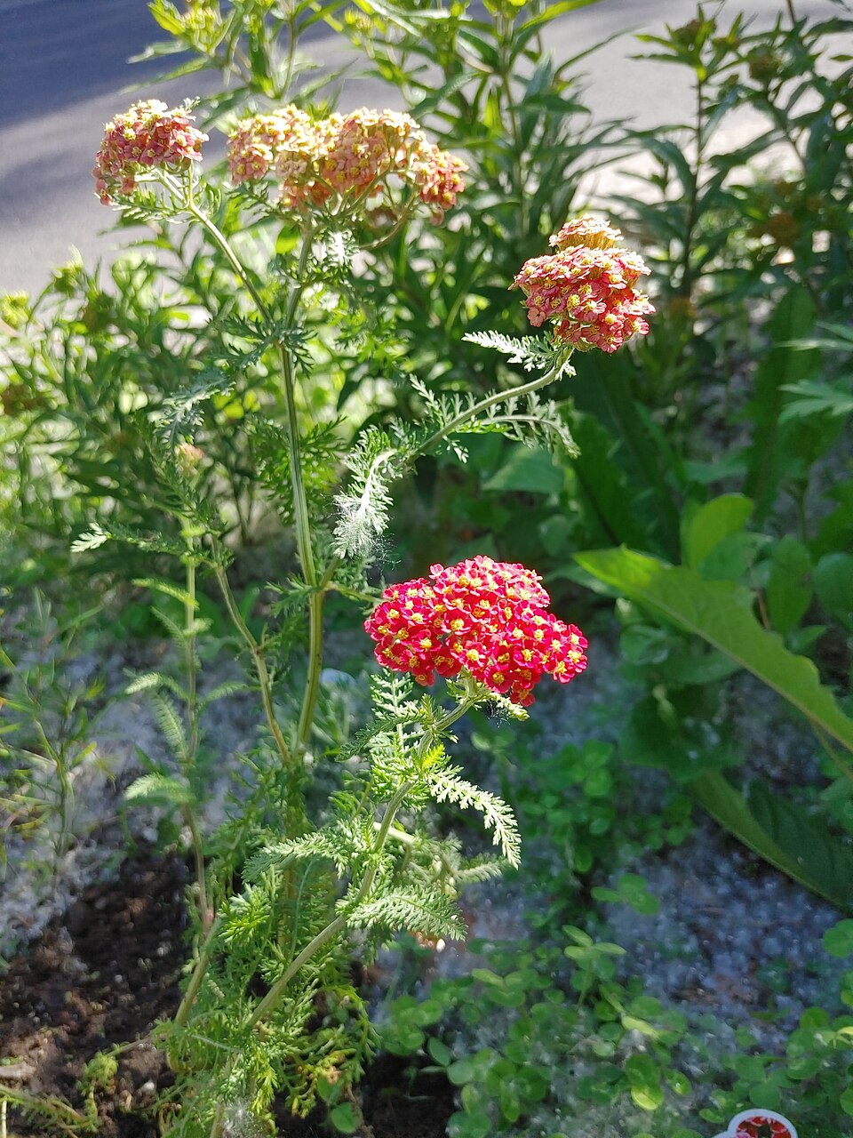 Achillea ‘Paprika’ – foto illustrativa della pianta