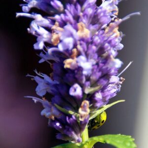 Agastache ‘Black Adder’ – foto illustrativa della pianta