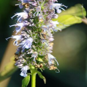 Agastache ‘Blue Fortune’ – foto illustrativa della pianta