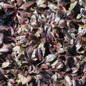 Ajuga reptans ‘Atropurpurea’ – foto illustrativa della pianta