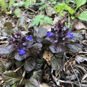Ajuga reptans ‘Black Scallop’ ® – foto illustrativa della pianta