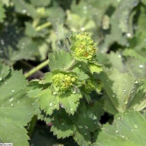 Alchemilla mollis ‘Thriller’ – foto illustrativa della pianta