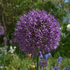 Allium ‘Giganteum’ – foto illustrativa della pianta