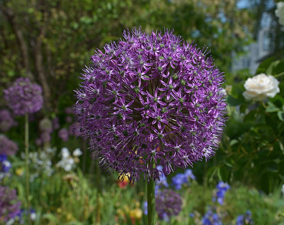 Allium ‘Giganteum’ – foto illustrativa della pianta