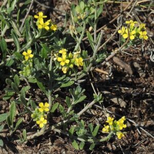 Alyssum montanum – foto illustrativa della pianta