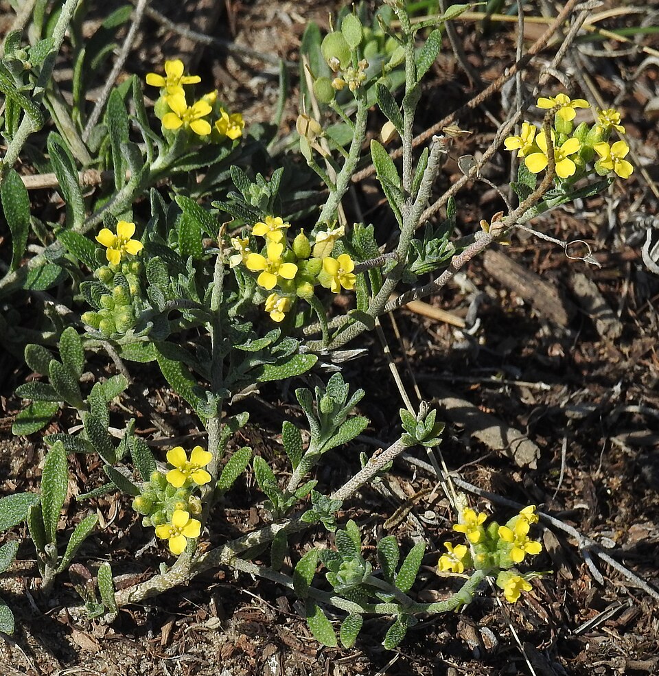 Alyssum montanum – foto illustrativa della pianta