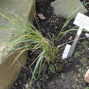 Stipa arundinacea [Anemanthele lessoniana] – foto illustrativa della pianta