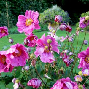Anemone hyb. ‘Margarete’ – foto illustrativa della pianta