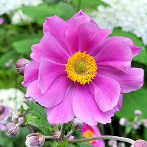 Anemone hyb. ‘Pamina’ – foto illustrativa della pianta