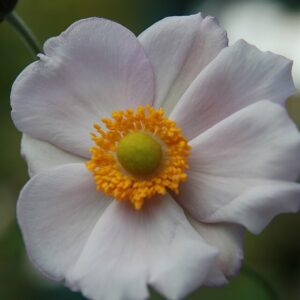 Anemone hyb. ‘Richard Ahrens’