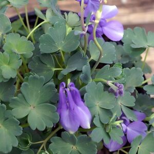 Aquilegia flabellata ‘Ministar’ (albia) – foto illustrativa della pianta