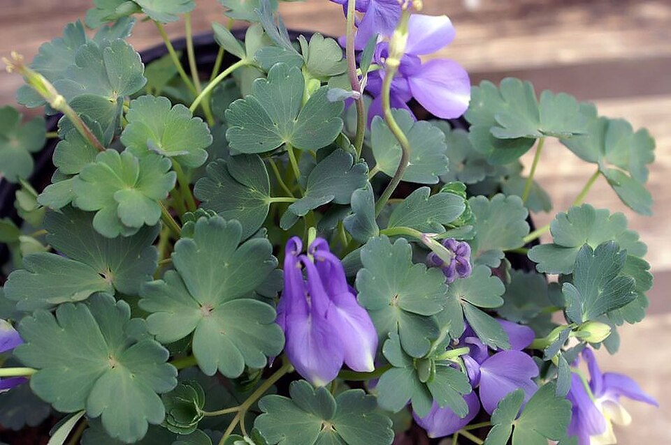 Aquilegia flabellata ‘Ministar’ (albia) – foto illustrativa della pianta