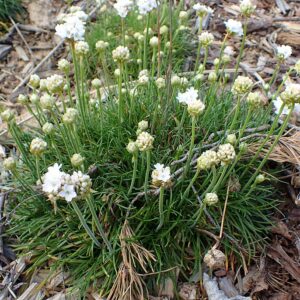 Armeria maritima ‘Alba’ – foto illustrativa della pianta