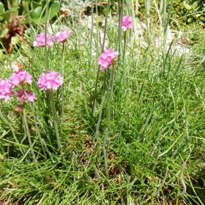 Armeria maritima ‘Splendens’ – foto illustrativa della pianta