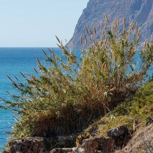 Arundo donax – foto illustrativa della pianta