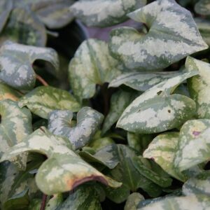 Asarum maximum ‘Ling Ling’ – foto illustrativa della pianta