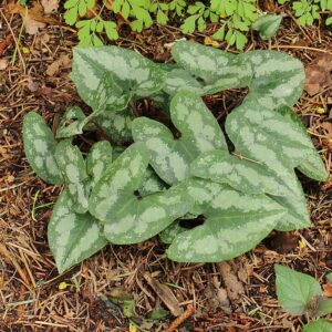 Asarum splendens – foto illustrativa della pianta