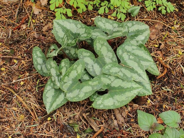 Asarum splendens – foto illustrativa della pianta