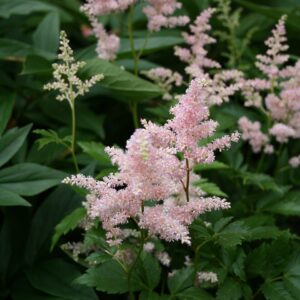 Astilbe ‘Europa’ – foto illustrativa della pianta