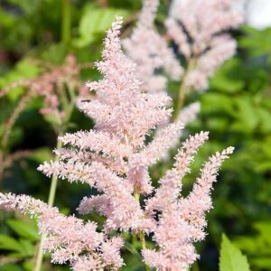 Astilbe ‘Peach Blossom’ – foto illustrativa della pianta