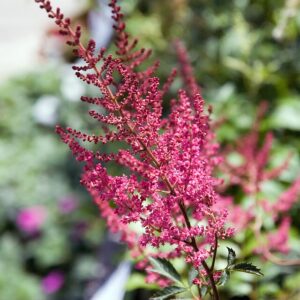Astilbe ‘Fanal’ – foto illustrativa della pianta