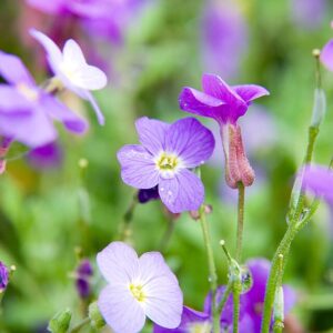 Aubrieta cascade ‘Blue’ – foto illustrativa della pianta