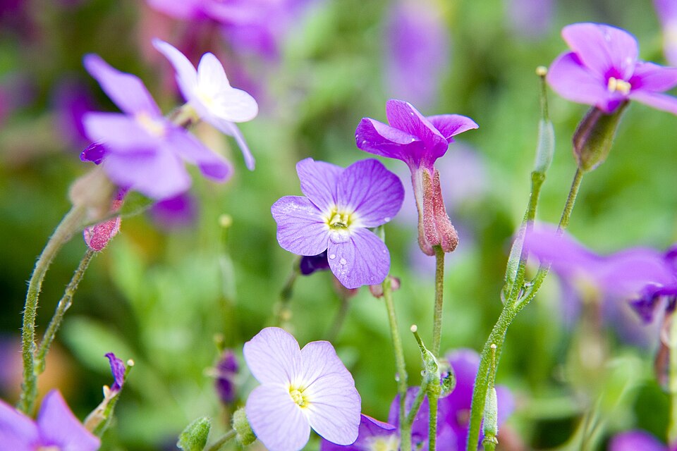 Aubrieta cascade ‘Blue’ – foto illustrativa della pianta